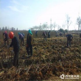 无花果树苗哪里有卖的、无花果树苗价格是多少