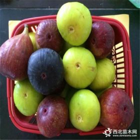 无花果小苗价格、无花果小苗多少钱一棵