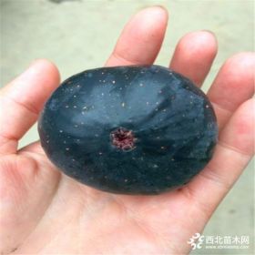 批发无花果树苗、批发无花果树苗多少钱一棵