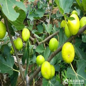 2019年无花果苗价格、山东无花果苗基地