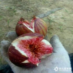 哪里有无花果苗卖、无花果苗什么价格