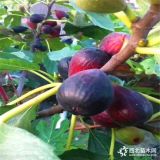 波姬红无花果树苗多少钱一棵、波姬红无花果树苗价格