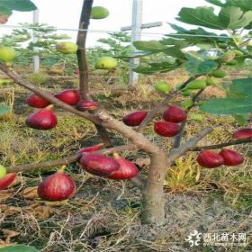 无花果苗、无花果苗价格