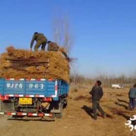 今年花椒苗上车价多少钱