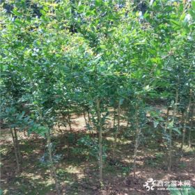 基地直銷(xiāo)2公分泰山紅石榴苗 泰山紅石榴苗品質(zhì)好