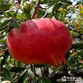 農(nóng)戶直銷3公分泰山紅石榴苗 泰山紅石榴苗成活率高