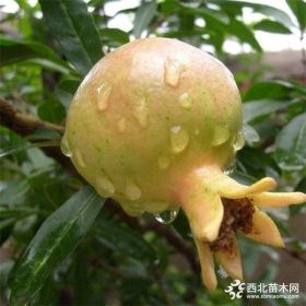 大量批發(fā)2公分紅如意石榴苗 紅如意石榴苗量大優(yōu)惠