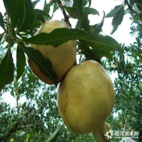 急售3公分蒙陽(yáng)紅石榴苗 蒙陽(yáng)紅石榴苗品質(zhì)純正