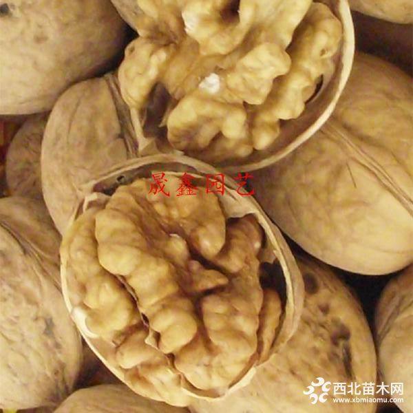 嫁接核桃樹(shù)苗