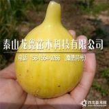 布兰瑞克无花果树苗价格多少、