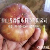 斯特拉无花果树苗价格、斯特拉无花果树苗出售价格