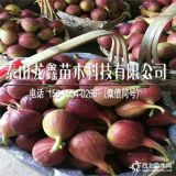 布兰瑞克无花果树苗价格、布兰瑞克无花果树苗每日价格