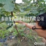 斯特拉无花果树苗基地、斯特拉无花果树苗种植基地