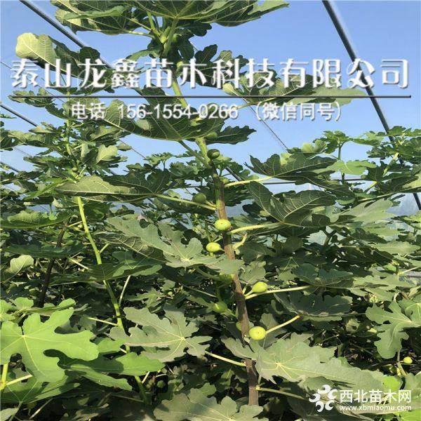 金傲芬无花果树苗