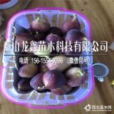 无花果苗无花果苗出售价格