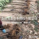 无花果树苗出售基地、无花果树苗