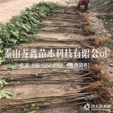 青皮无花果树苗供应基地、青皮无花果树苗