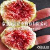 波姬红无花果苗、波姬红无花果苗哪里有出售的