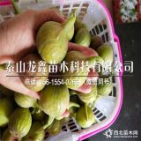 波姬红无花果苗种植基地、波姬红无花果苗