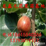 斯特拉无花果树苗、斯特拉无花果树苗哪里有出售的