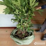 大量批发3公分大青皮无花果苗 大青皮无花果苗采购商机