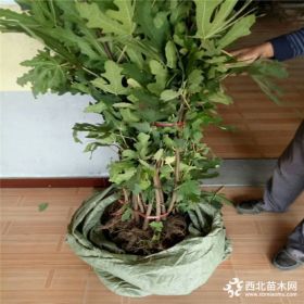 大量批發(fā)2公分日本紫皮無花果苗 日本紫皮無花果苗哪里有賣