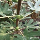 长期出售3公分布兰瑞克无花果苗 布兰瑞克无花果苗怎么种