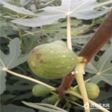 大量批发价格优惠布兰瑞克无花果苗