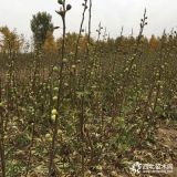 农户直销2公分玛斯义陶芬无花果苗 玛斯义陶芬无花果苗种植管理