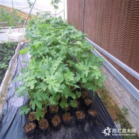 大量批發(fā)1公分布蘭瑞克無花果苗 布蘭瑞克無花果苗多少錢一棵