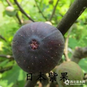 现挖现卖0.6-1.2米金傲芬无花果苗