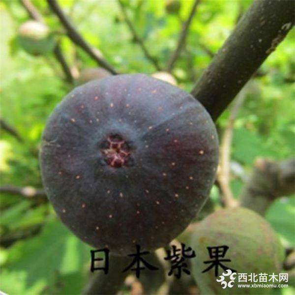 无花果树苗