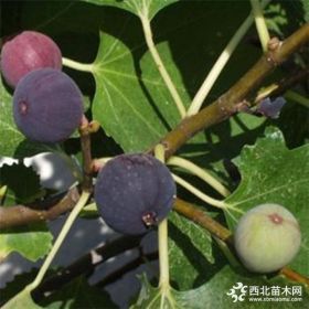 優(yōu)質2公分日本紫皮無花果苗 日本紫皮無花果苗采購商機