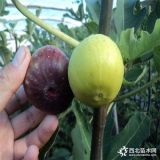 出售易成活玛斯义陶芬无花果苗