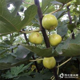 农户直销0.8公分大青皮无花果苗 大青皮无花果苗批发基地