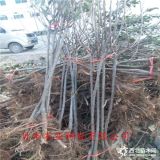 矮化蘋果苗一畝地栽多少棵 哪里有矮化蘋果苗 矮化蘋果樹苗價格