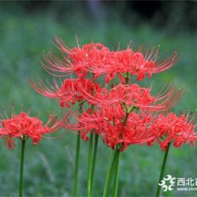 大量白花春兰 红花石蒜 彼岸花种球 快递全国