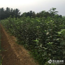 出售苹果苗、苹果苗哪里有、苹果苗多少钱