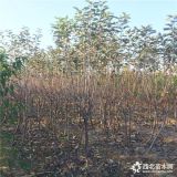 新品种苹果苗、苹果苗价格、苹果苗基地