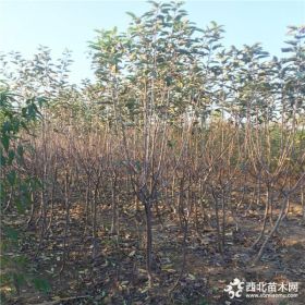 新品种苹果苗、苹果苗价格、苹果苗基地