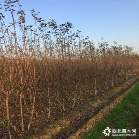 寒富苹果苗什么价格、哪里有寒富苹果苗出售