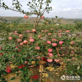 响富苹果苗多少钱一棵、响富苹果苗基地