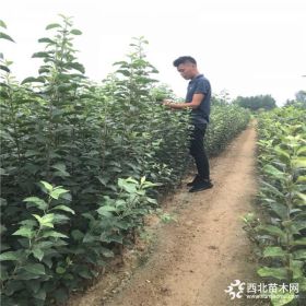 鲁丽苹果苗多少钱一棵、哪里有鲁丽苹果苗