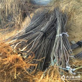 黑苹果苗多少钱、哪里有黑苹果苗、黑苹果苗基地