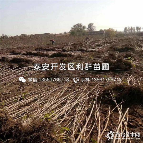 砂蜜豆櫻桃樹苗多少錢一棵、2019年砂蜜豆櫻桃樹苗價格