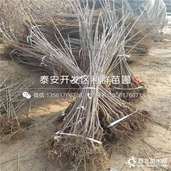 砂蜜豆樱桃树苗、砂蜜豆樱桃树苗价格多少、砂蜜豆樱桃树苗基地