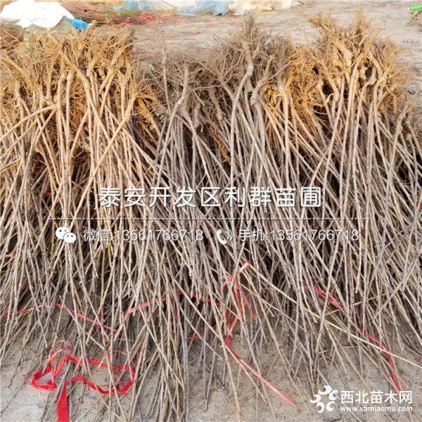 砂蜜豆樱桃树苗、砂蜜豆樱桃树苗价格多少、砂蜜豆樱桃树苗基地