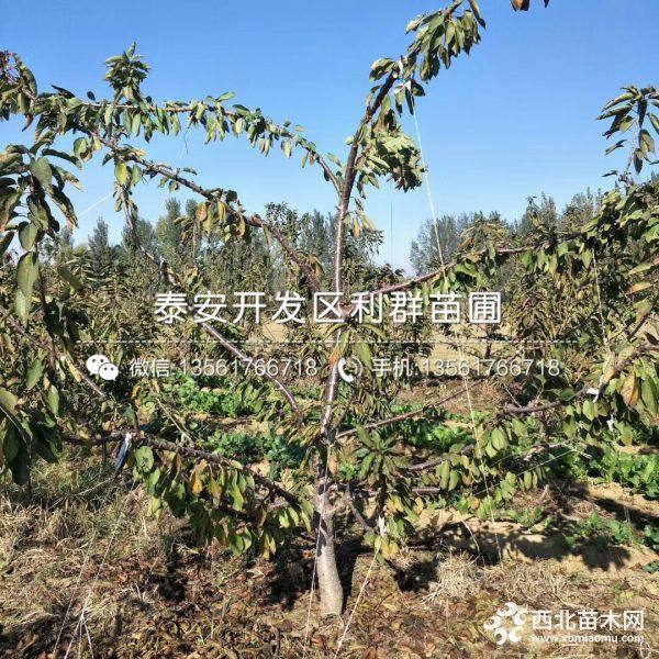 樱桃树苗、樱桃树苗基地