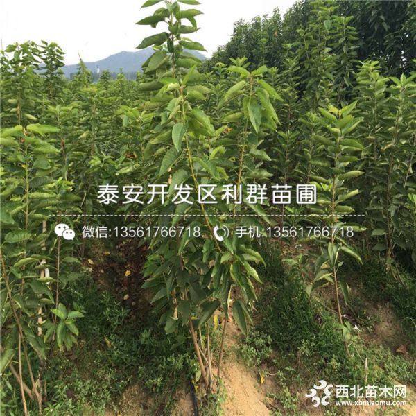 砂蜜豆樱桃苗、砂蜜豆樱桃苗价格、山东砂蜜豆樱桃苗