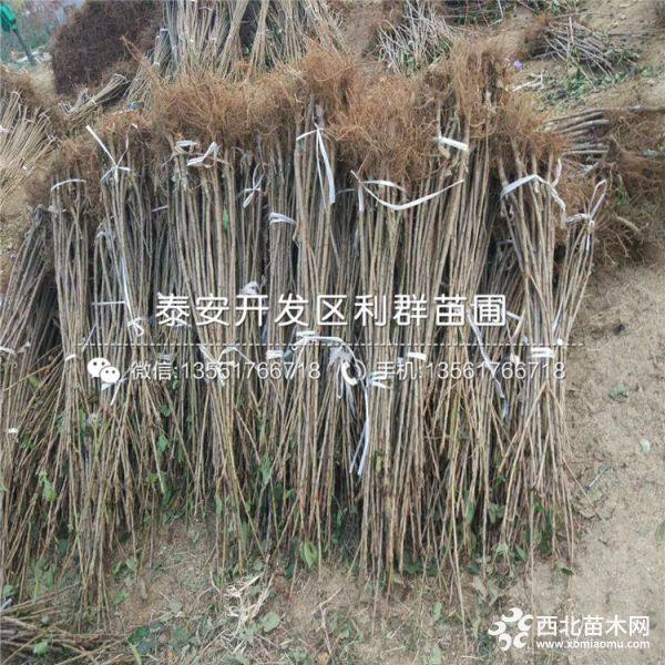 哪里有黑珍珠大櫻桃樹苗、黑珍珠大櫻桃樹苗價格多少